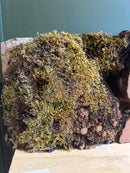 Elm Burr (W) 180mm x (D) 90mm x (L) 0.5m