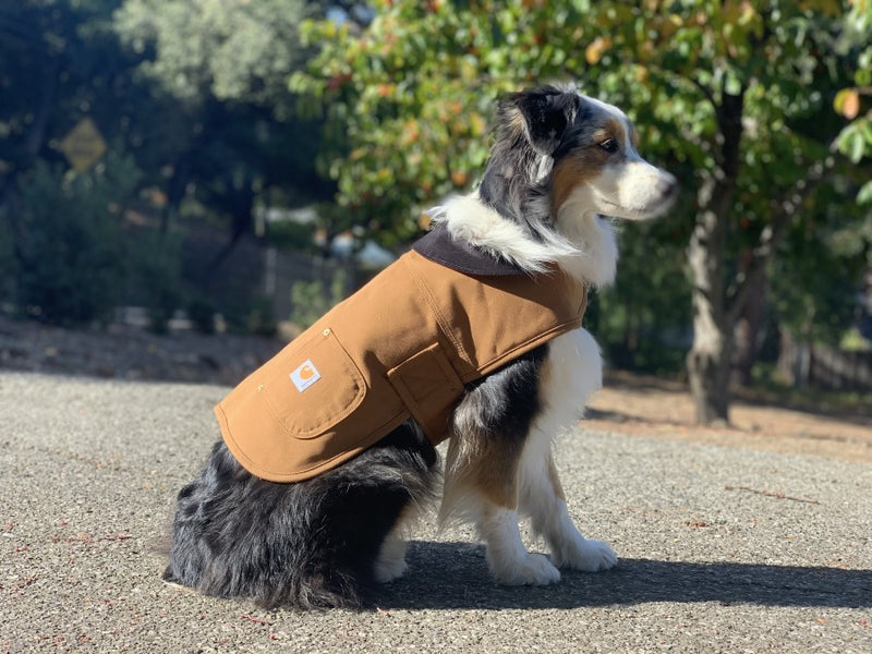 Carhartt Firm Duck Insulated Dog Chore Coat