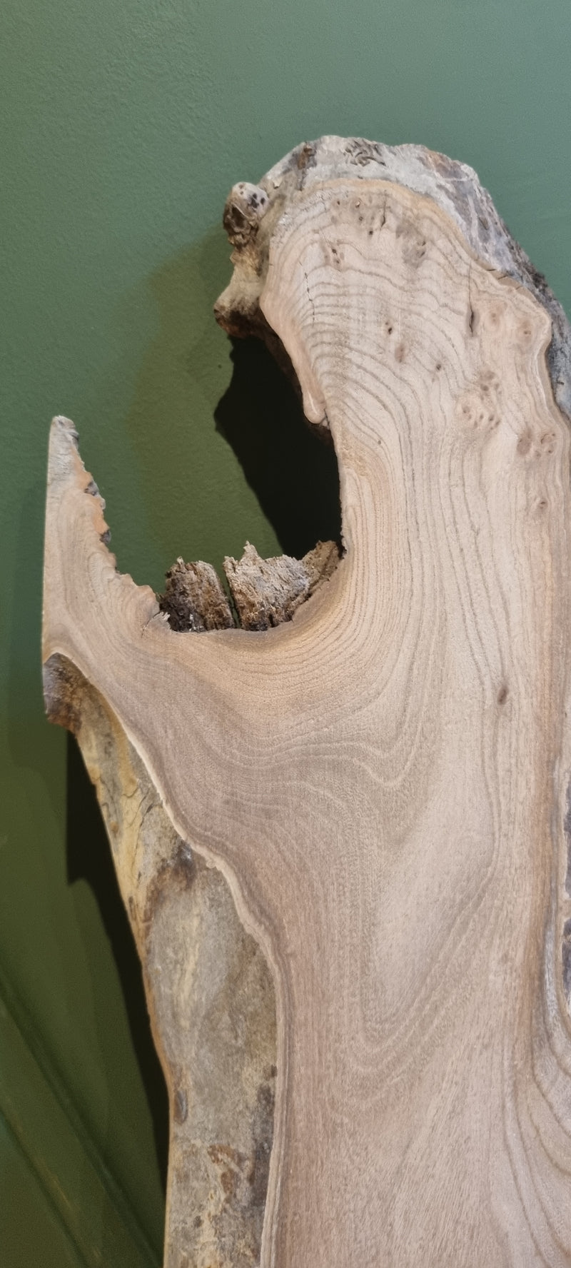 Elm 228 x 20 x 1.92