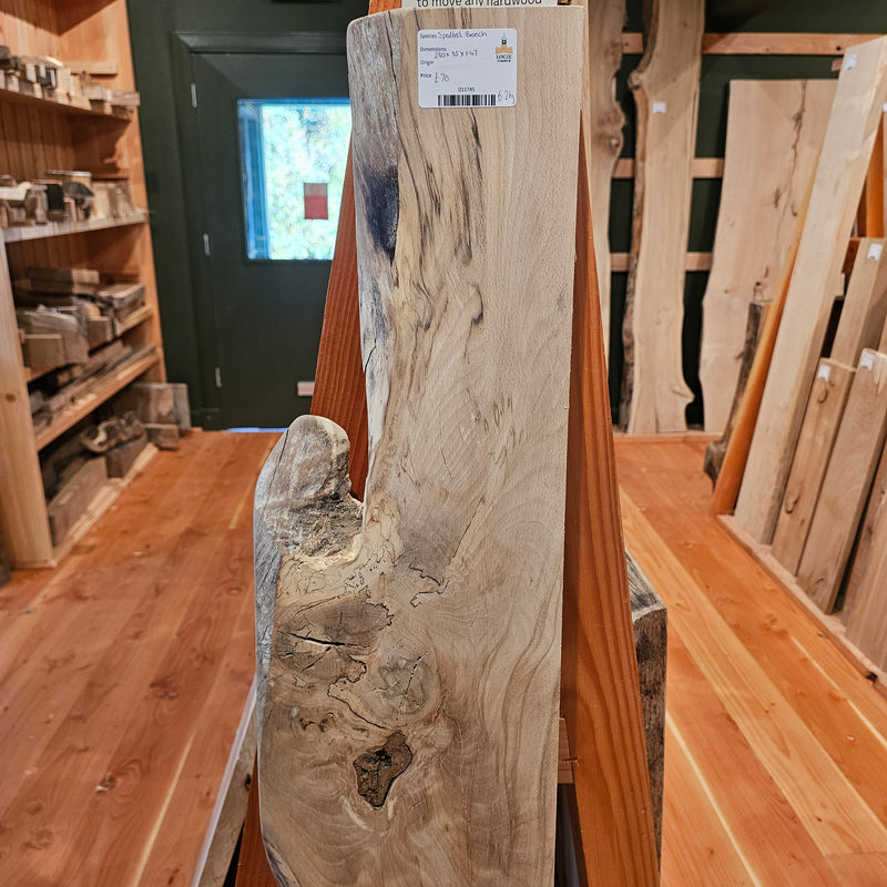 Spalted Beech 230 x 35 x 1.47